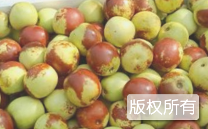 沾化冬枣