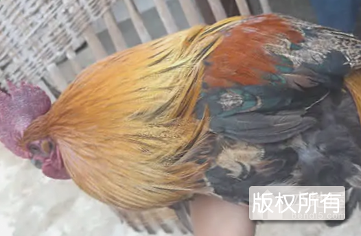 阉母鸡