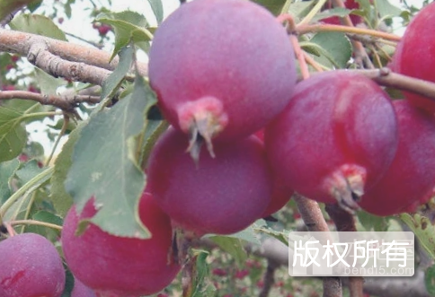 河曲红果