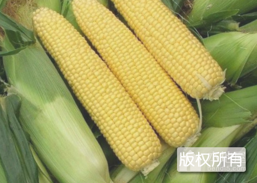 讷河玉米