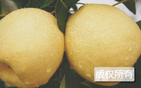 丰县白酥梨