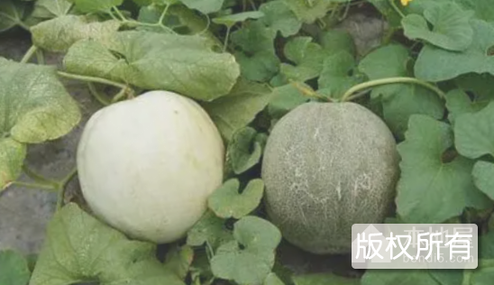 周庄甜瓜