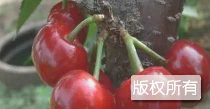 汶川甜樱桃