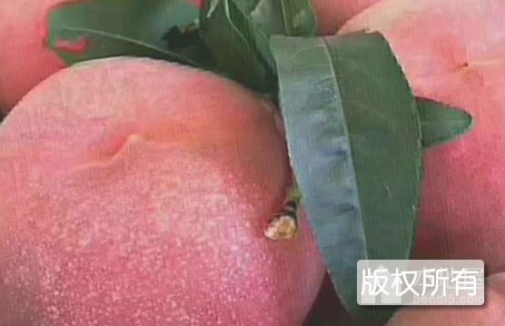 艳红桃