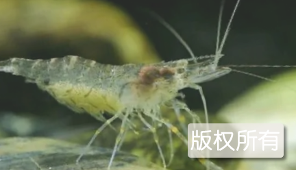 白米虾