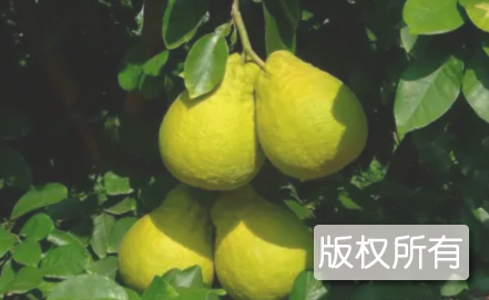 安仁甜柚