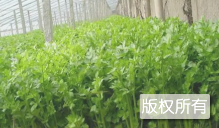 柘城胡芹