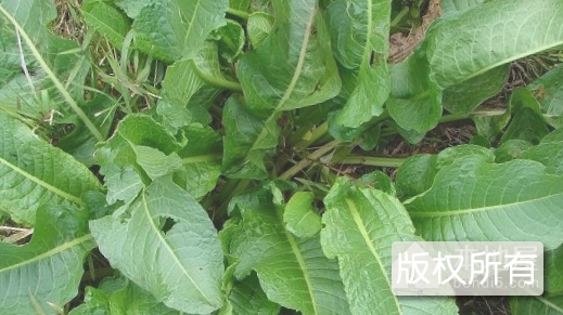 桐柏山山野菜