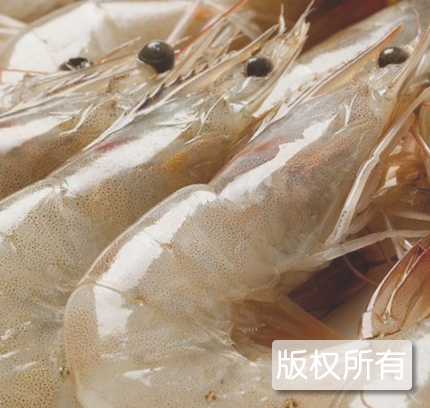 利津对虾