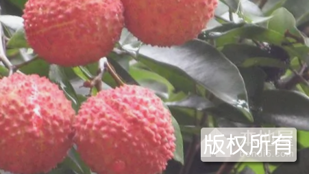 新兴香荔