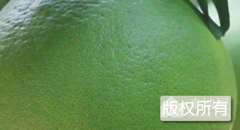 何家坝柚子
