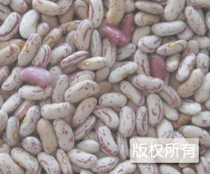 依安芸豆