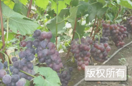 公安葡萄