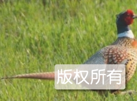 雉鸡