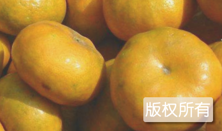 扁柑