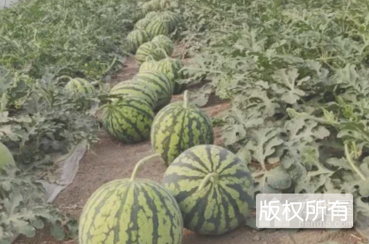 大棚西瓜