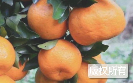 灵山椪柑