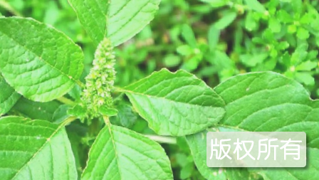 野苋菜