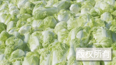岩白菜