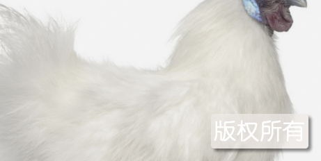 郧阳乌鸡