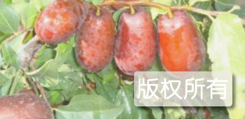 金戈壁红枣