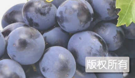刘家坡葡萄