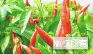 柘城三樱椒
