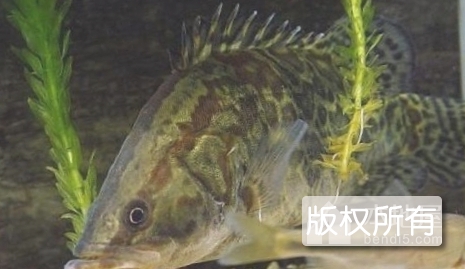 鳌花