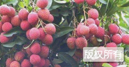 高明香荔