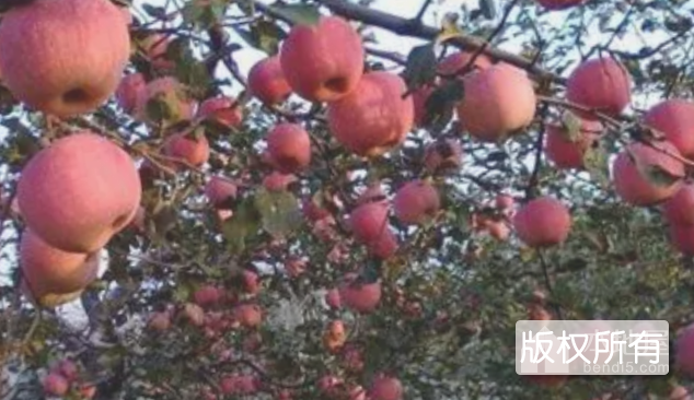 兴城苹果