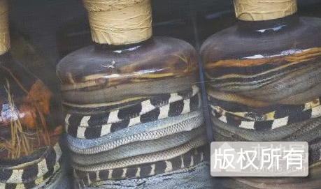 梧州三蛇酒