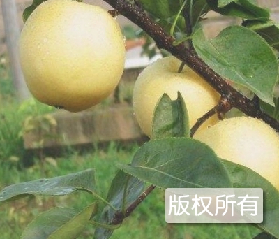 昌黎蜜梨