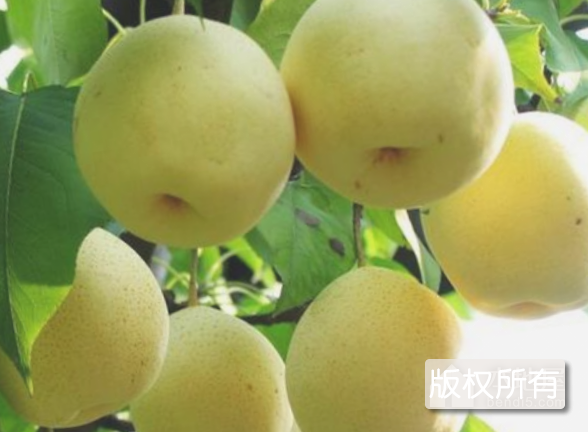 天津鸭梨