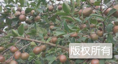荣县油茶