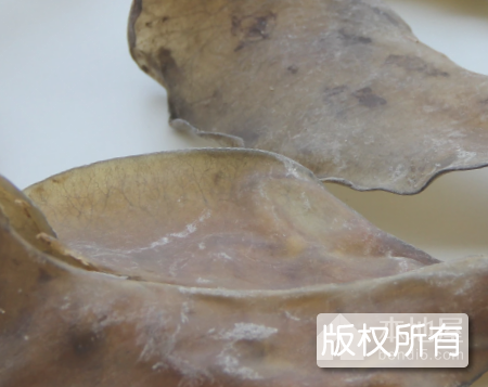 武陵水鱼裙边
