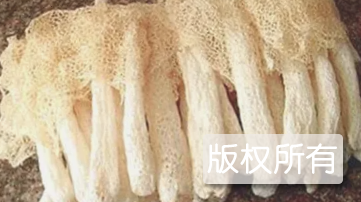 金华竹荪