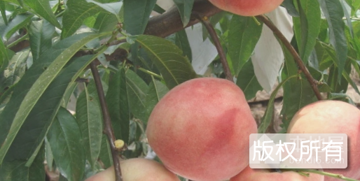杨店水蜜桃