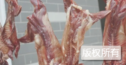 山老鼠腊