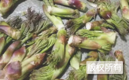 刺嫩芽