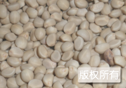 怀宁野葫芦籽