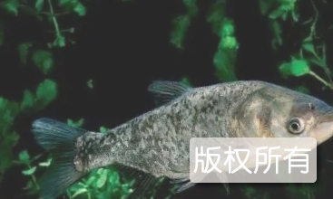 奎湖鳙鱼