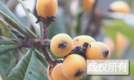 姥山枇杷