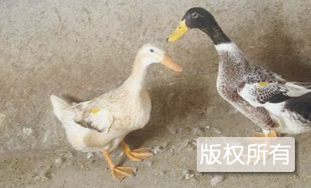 台安肉鸭