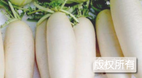 港口大园萝卜