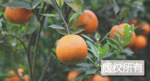 潮州柑