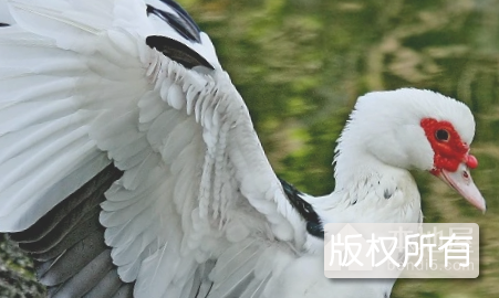 阳新番鸭