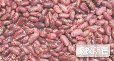 伏山芸豆
