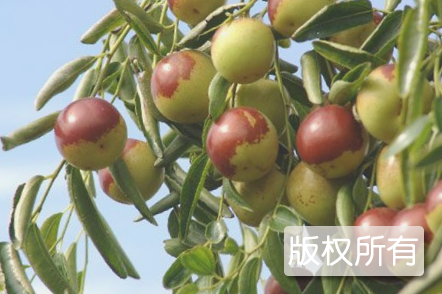 南石冬枣