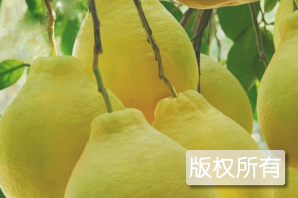 凤凰柚