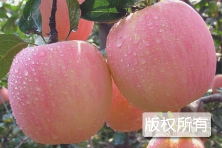 深州红富士苹果